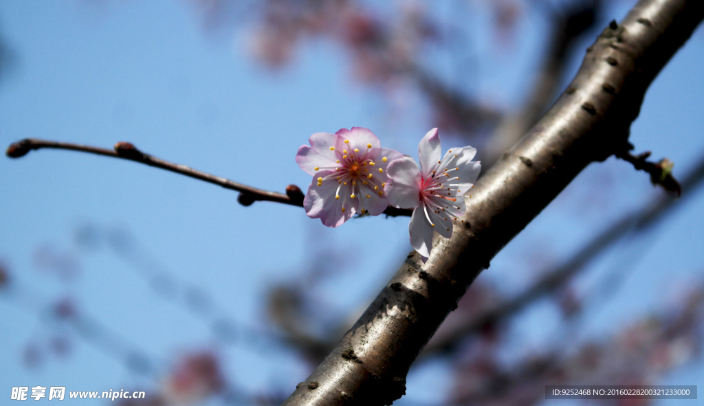 樱花