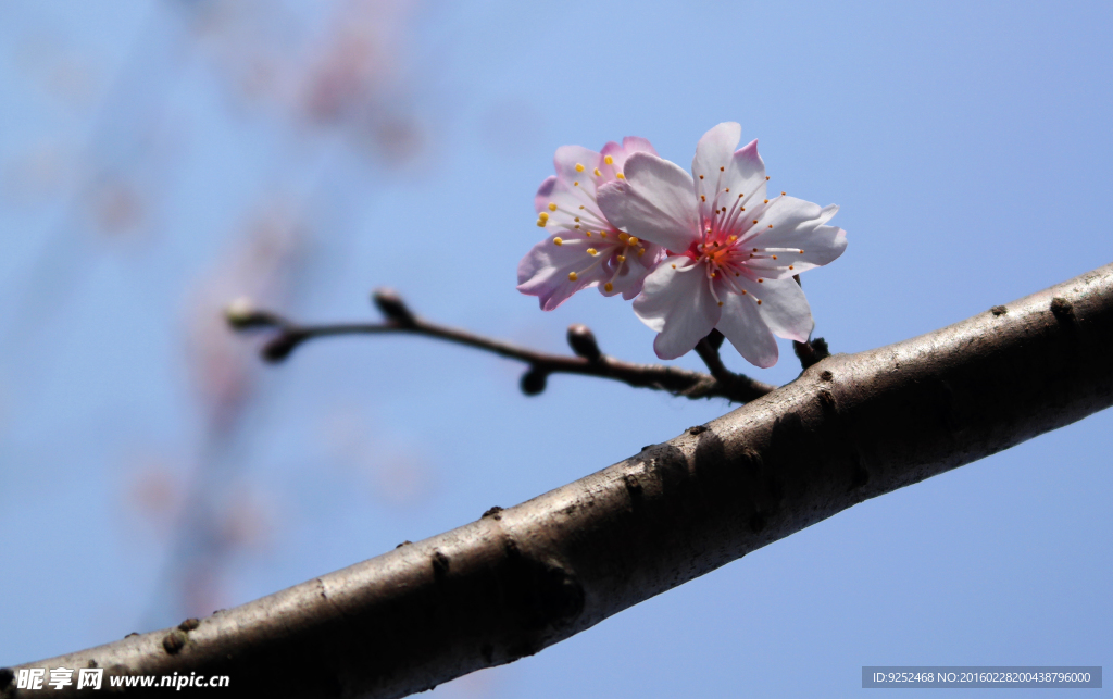 樱花