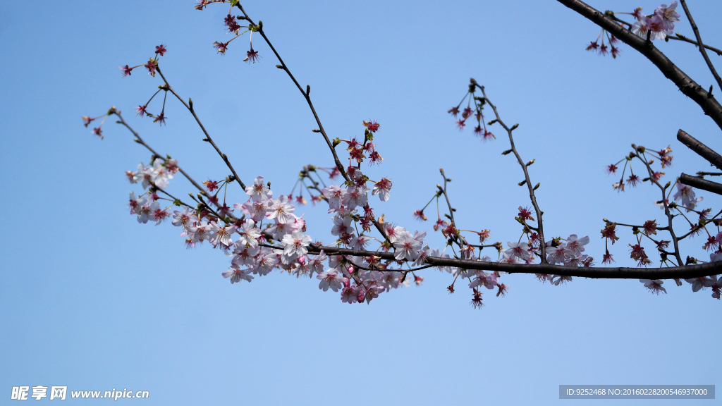 樱花树