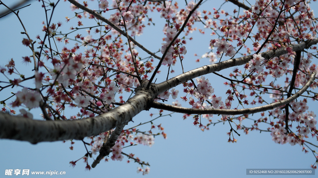 樱花树