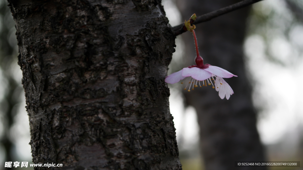 樱花树