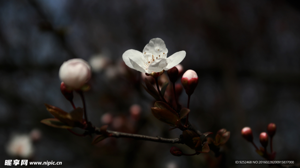 山樱花