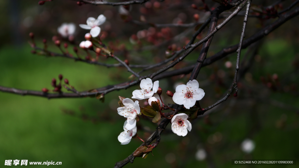 樱花