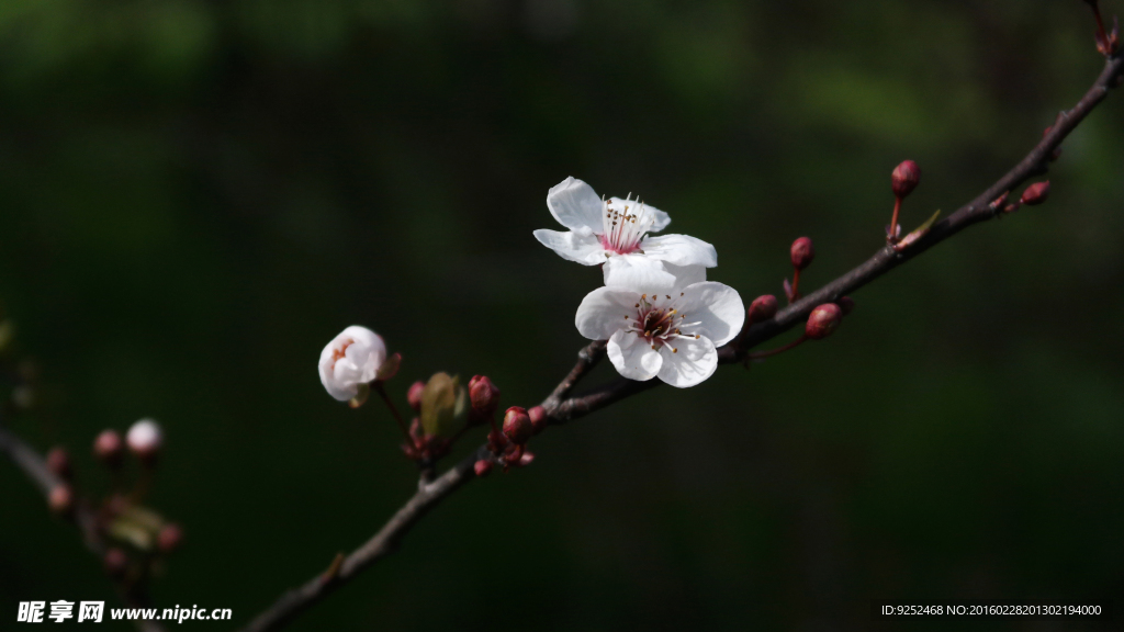 樱花