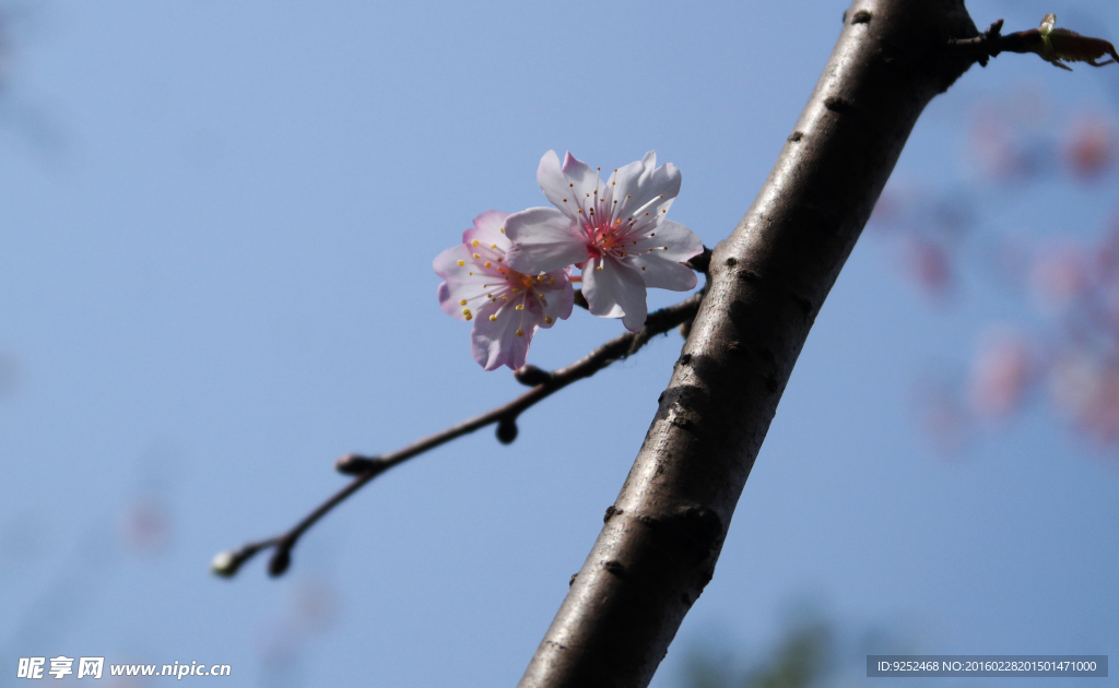 粉樱花