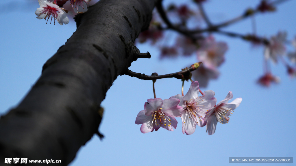 红樱花