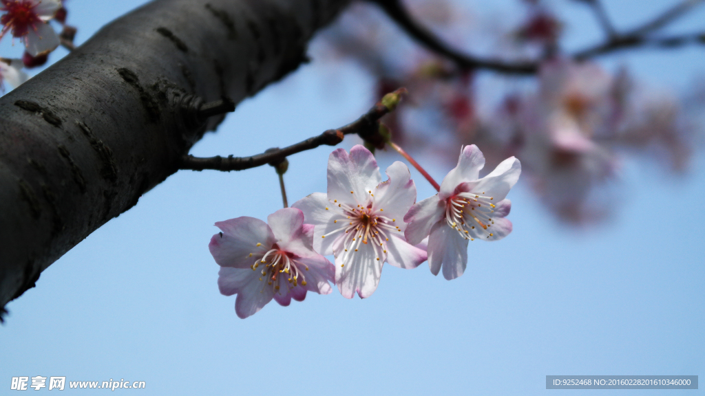 山樱花