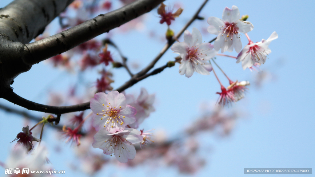 红樱花