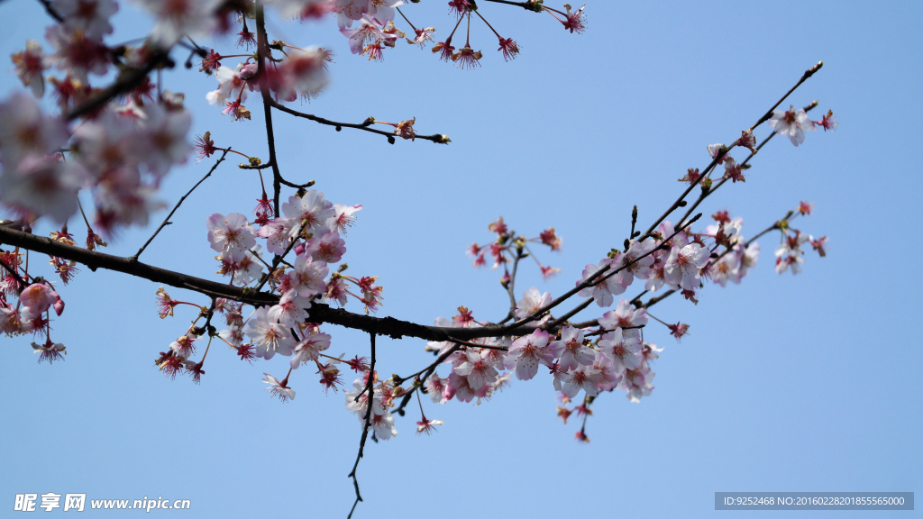 樱花