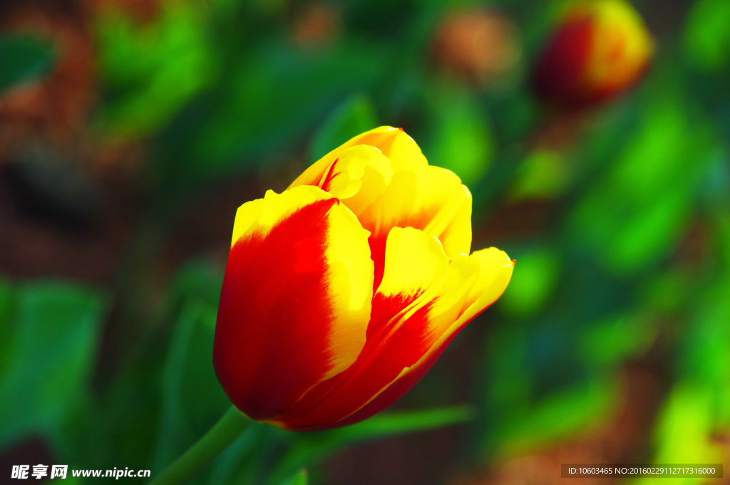 郁金香鲜花