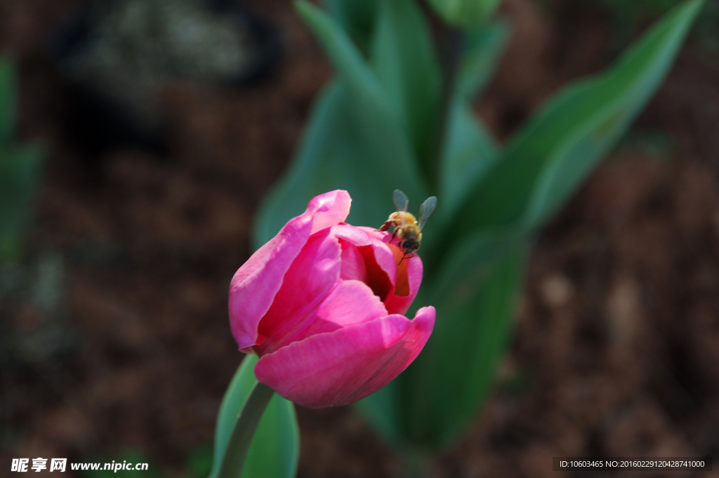 粉色郁金香 蜜蜂采花来