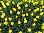 黄色郁金香花丛