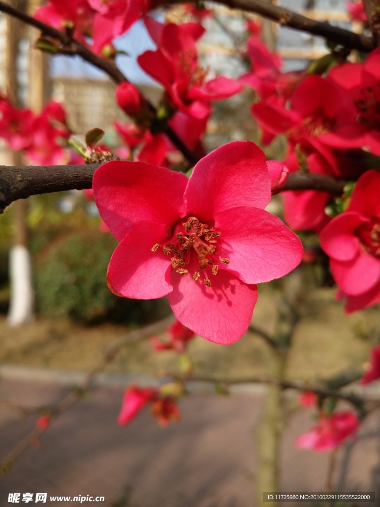 桃花