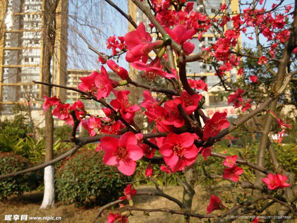 桃花