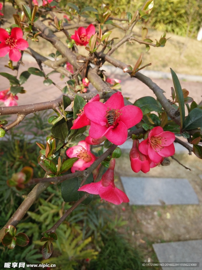 桃花