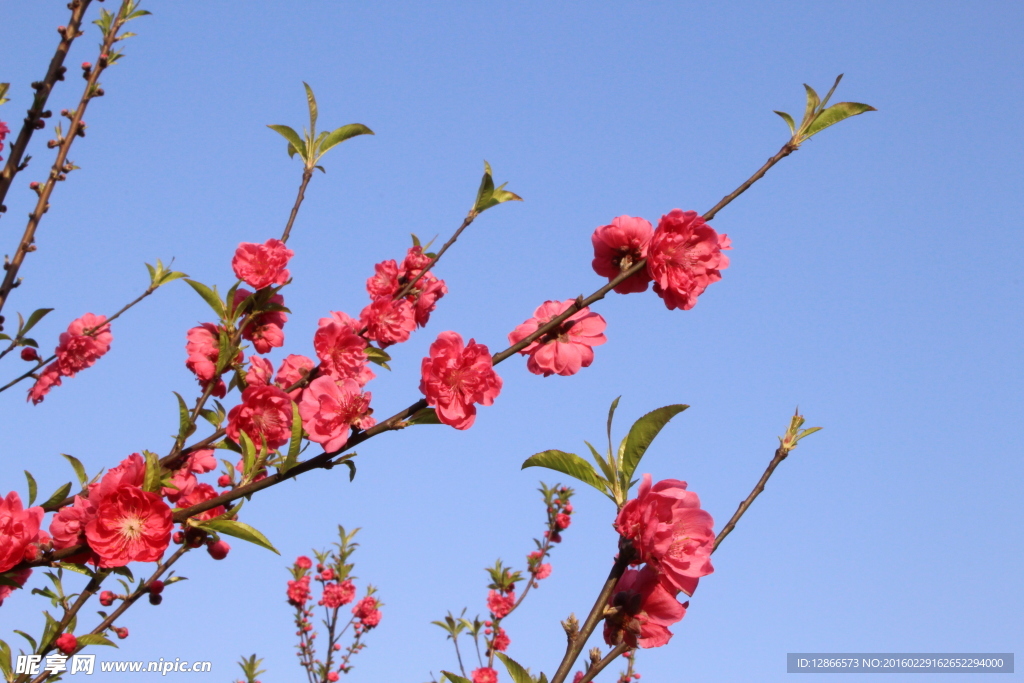 柳州龙潭公园桃花树