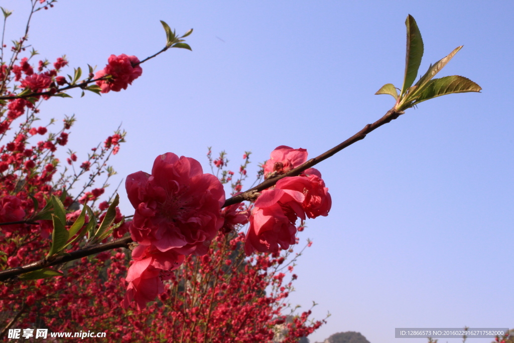 柳州龙潭公园桃花树