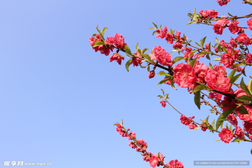 柳州龙潭公园桃花树