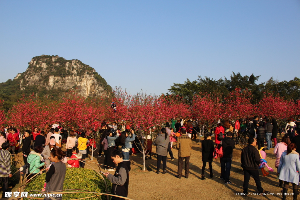 柳州龙潭公园看桃花