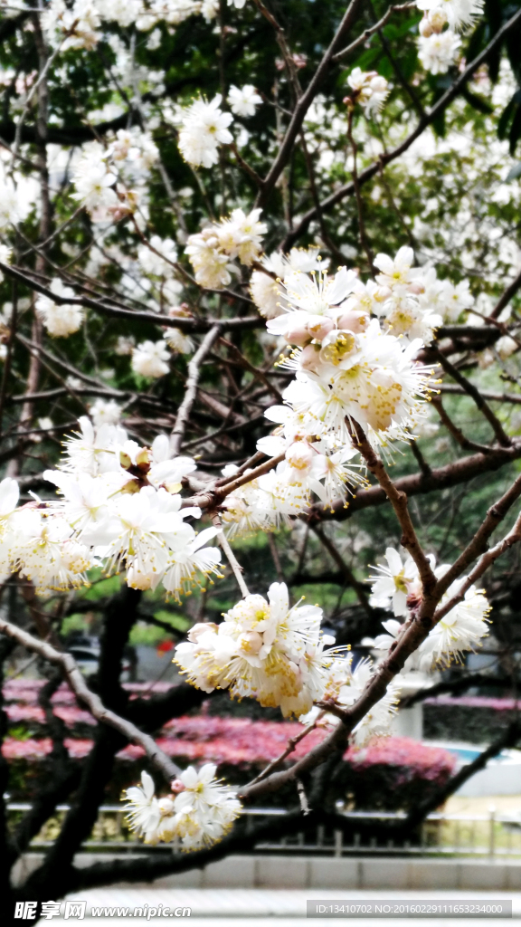 梅花高清摄影