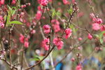 梅花