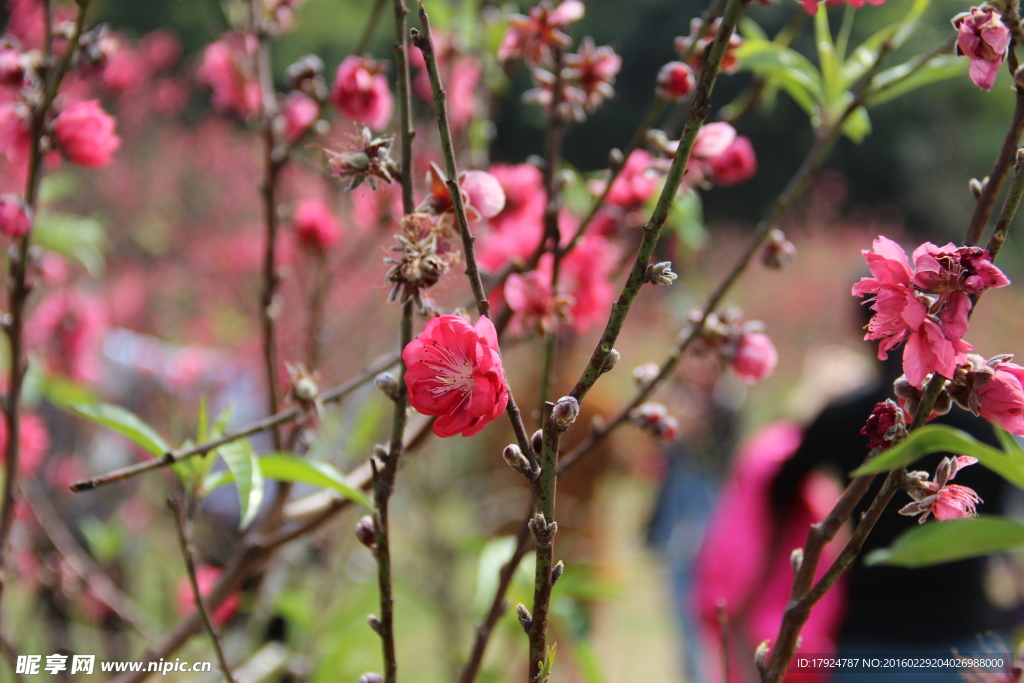 梅花