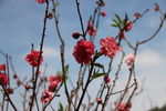梅花