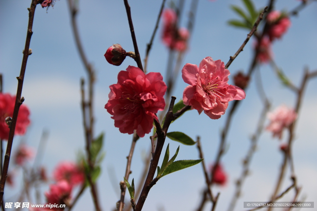 梅花