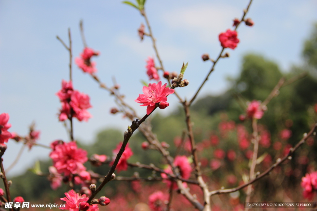梅花