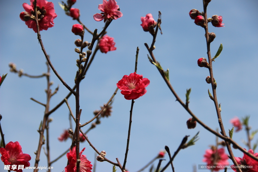 梅花