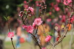 梅花