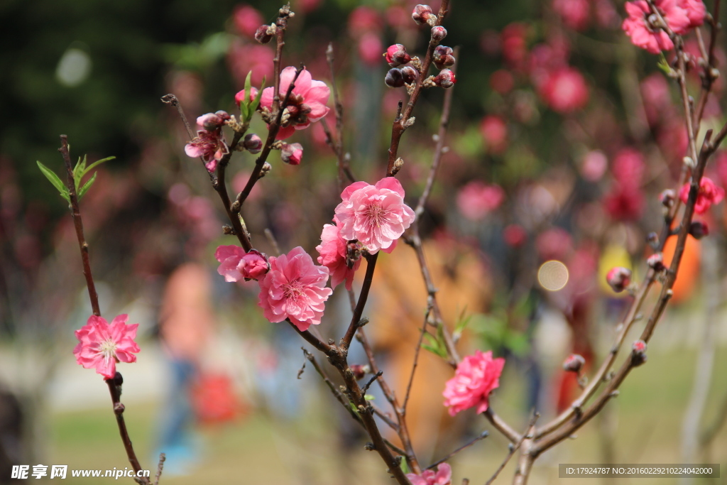 梅花