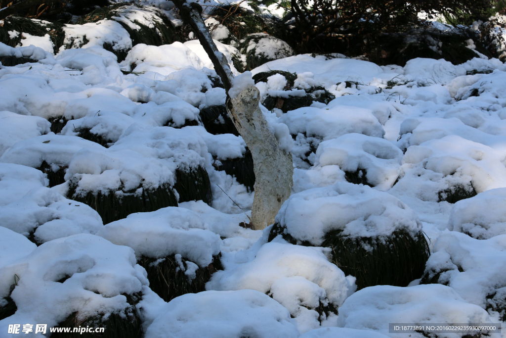 草地白雪