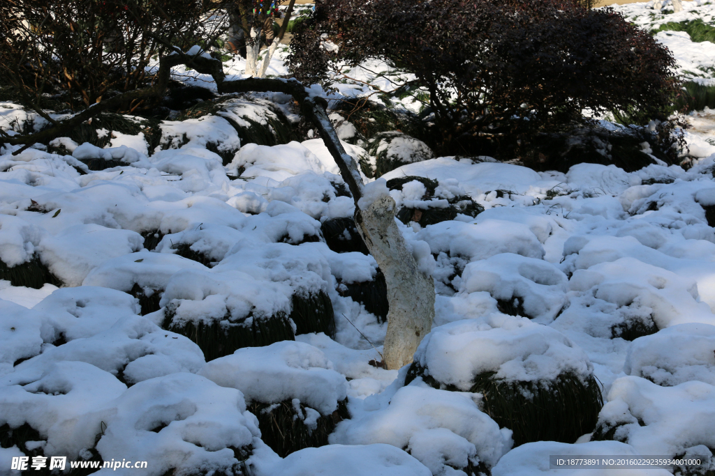 森森白雪