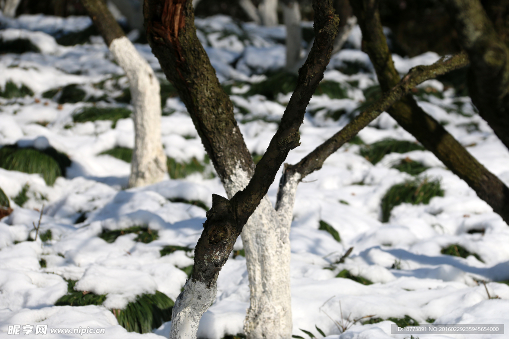 树与雪