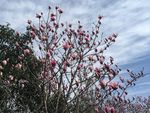 木兰花