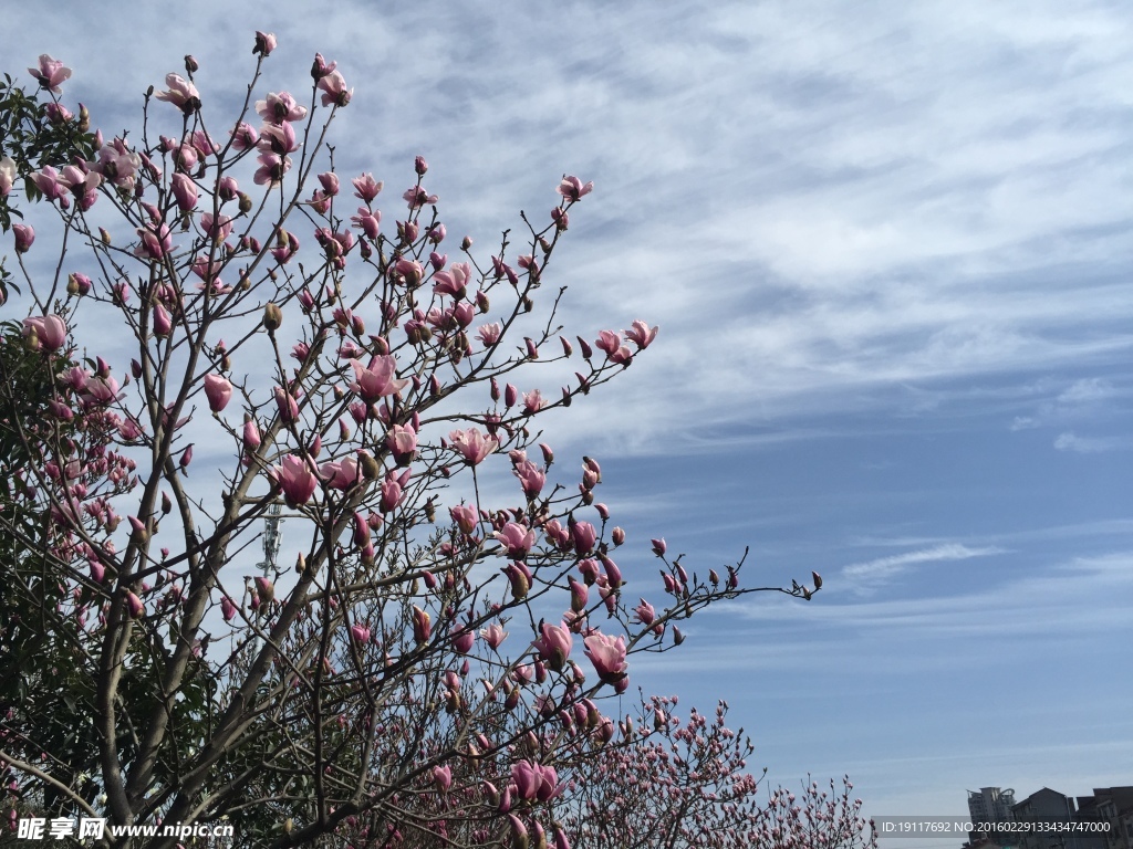 木兰花