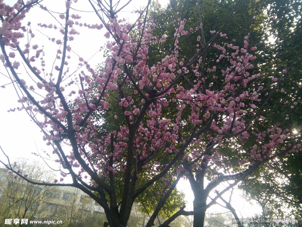 桃花