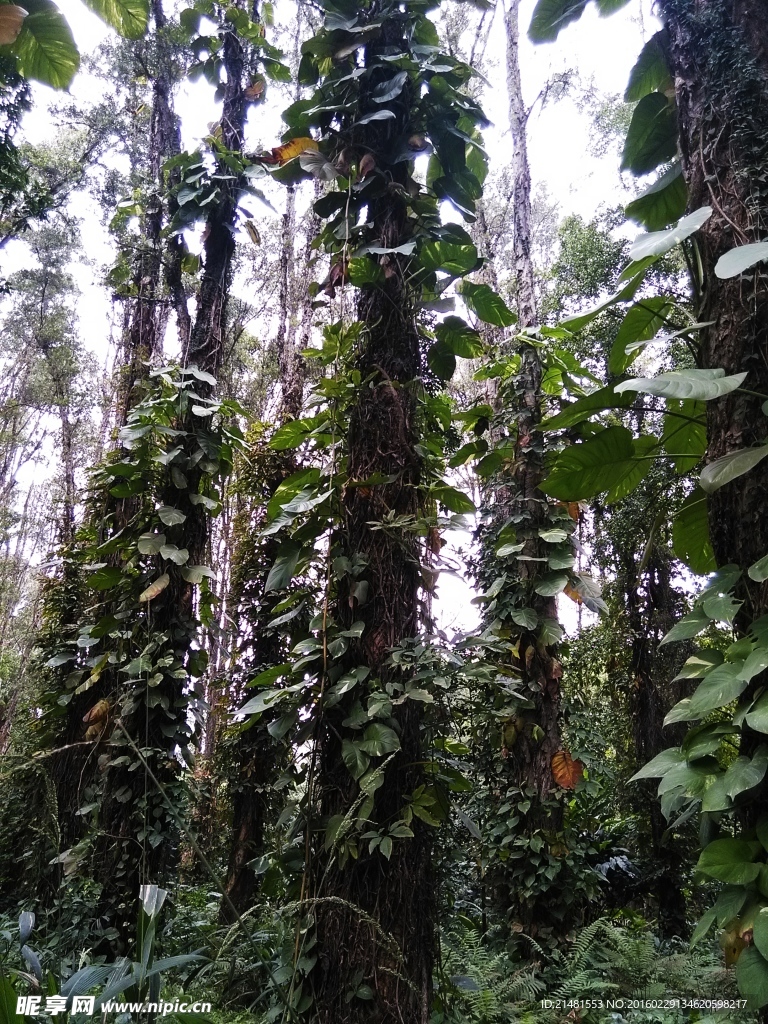 滕缠树