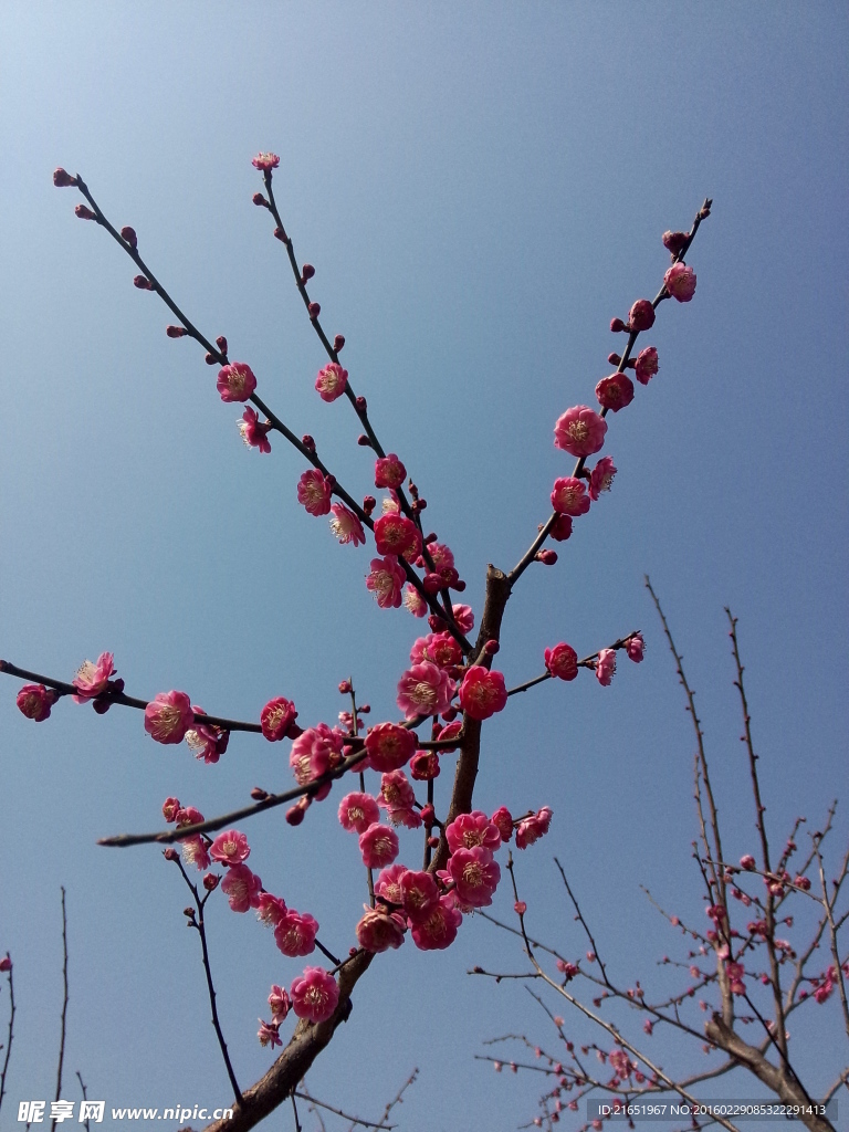 梅花