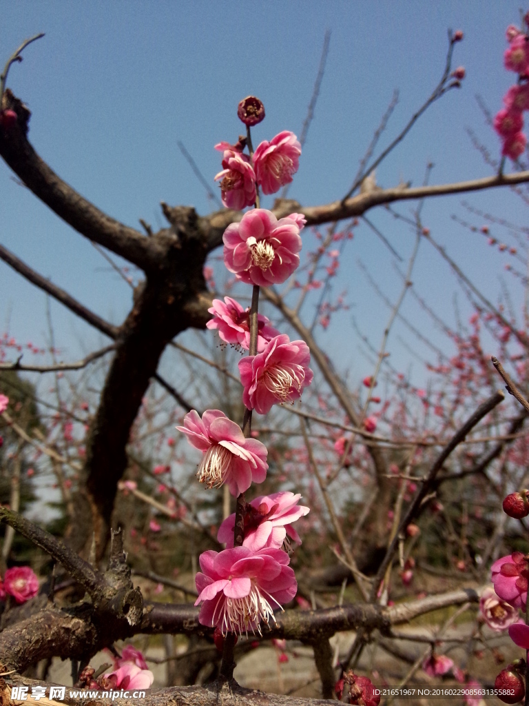 梅花