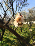 蜜蜂梅