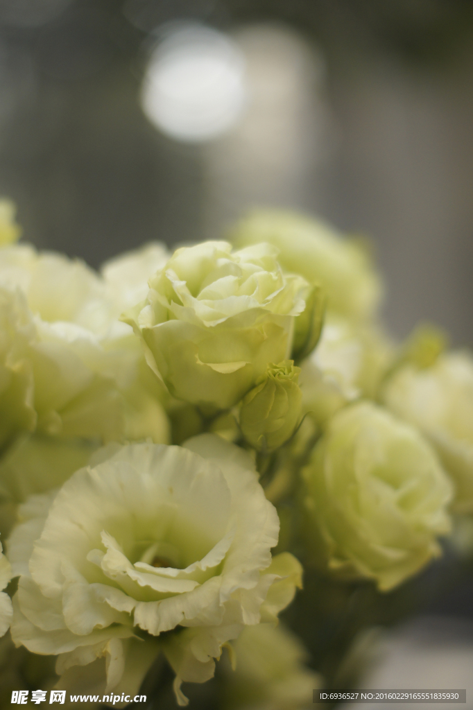 淡绿芹叶牡丹