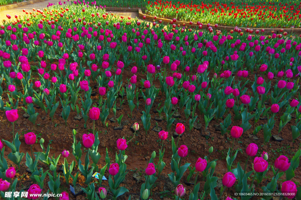 郁金香花田