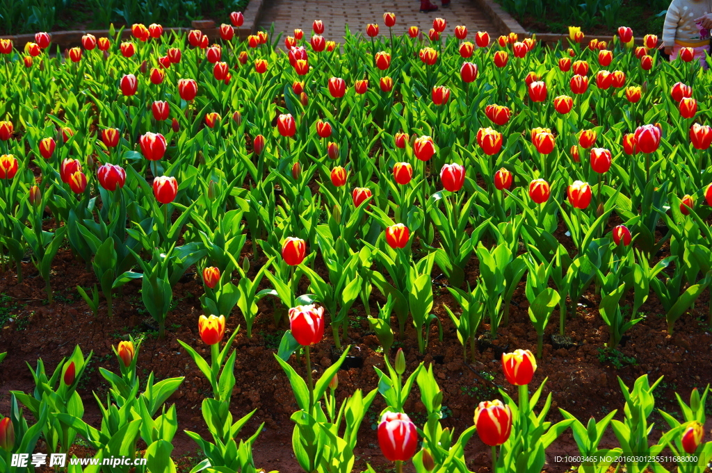 郁金香花田