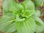 大颗青菜