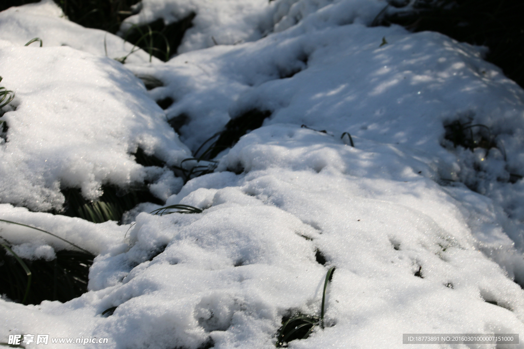 草地白雪