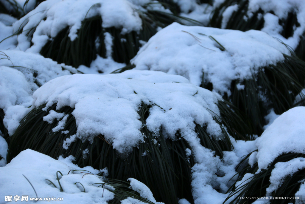 雪后草地