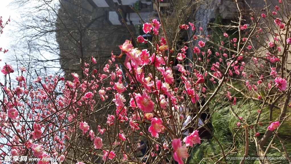 梅花