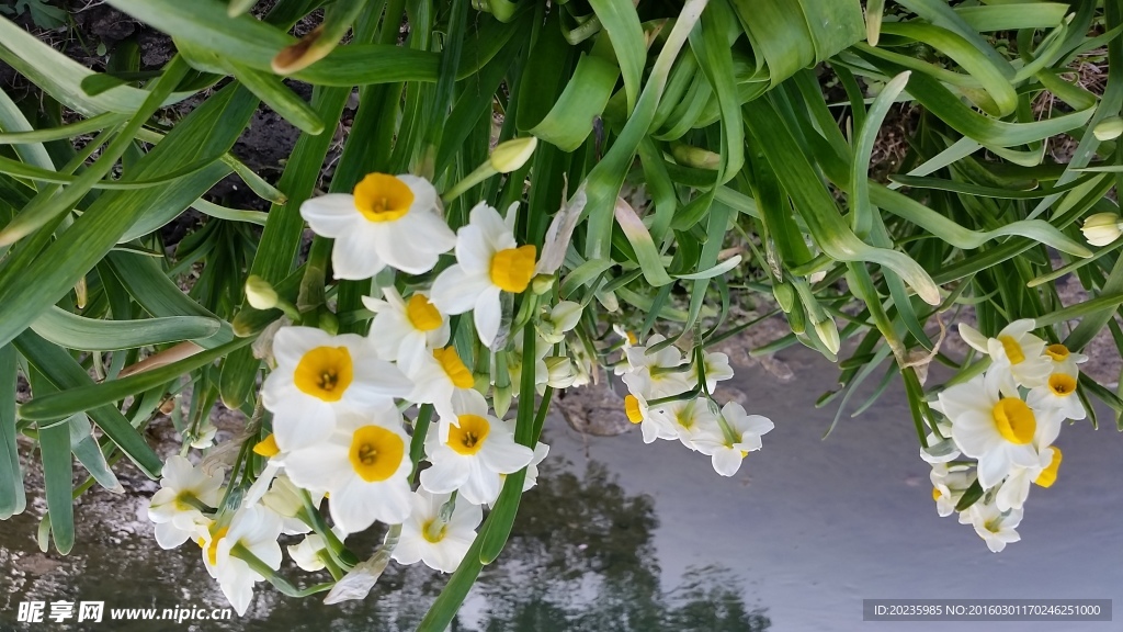 水仙花